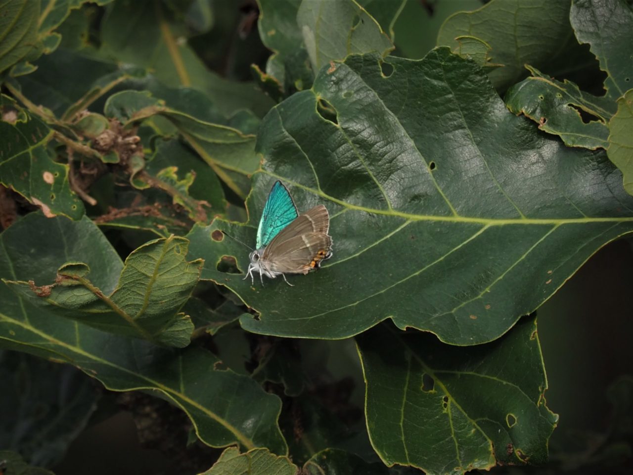 ハヤシミドリシジミ 4産地14頭セット 日本産蝶標本 （ハヤシ  