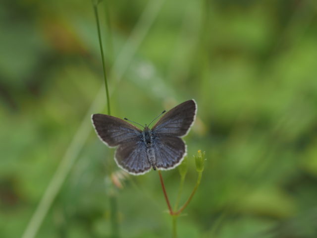 秋季に気温の低下に伴いメス表翅に青鱗が生じる低温期型が現れる。